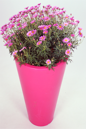 Large Planter - Pink Ashwell