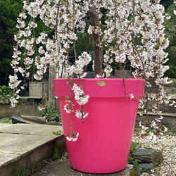 The Classic Planter In Pink