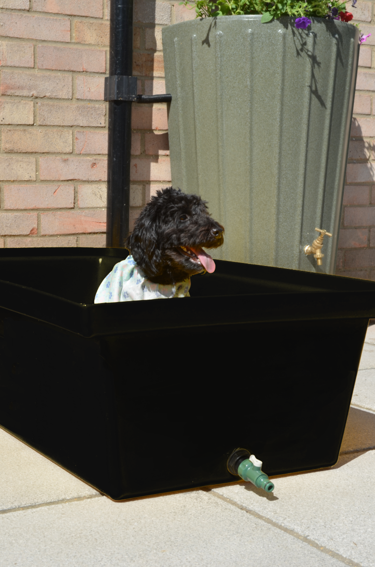 Large Black Dog Bath