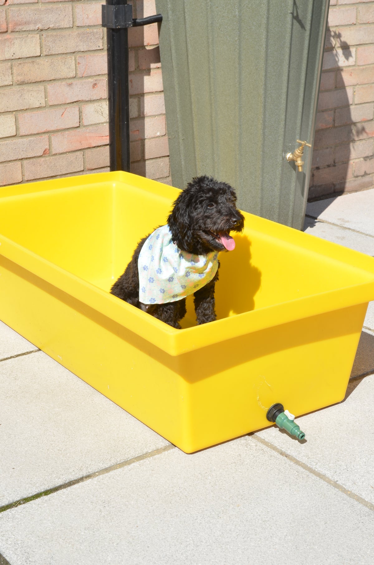 Large Yellow Dog Bath